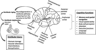 Vestibular dysfunction and its association with cognitive impairment and dementia